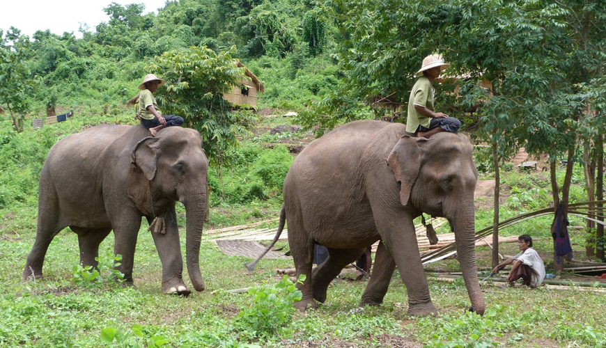 Exploring Elephant Camp Kalaw
